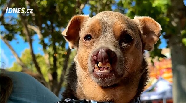 Jazyk ven a perly na krku. Mopsice Jinny Lu je nejošklivější pes světa