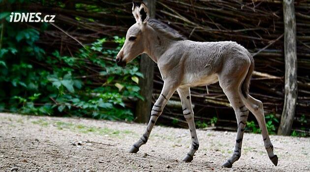 V zoo se narodil osel somálský, patří ke kriticky ohroženým druhům. Máme fotky
