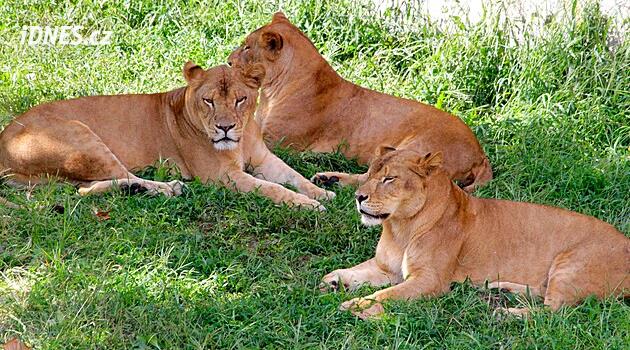 Tři lvice zemřely během veder. Ani ostatní lvi na tom nejsou dobře, hlásí tokijská zoo