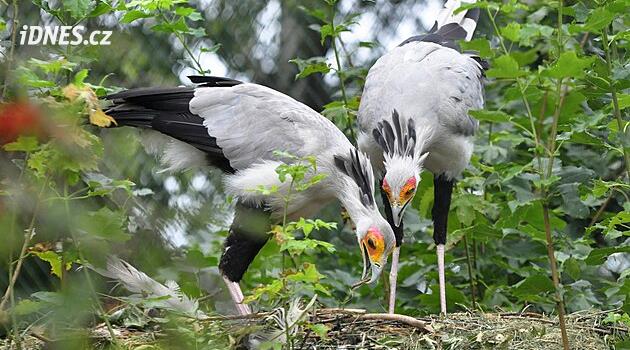 Hadilov písař a intenzivní zemědělství, to je nový výzkumný projekt Zoo Zlín v Africe