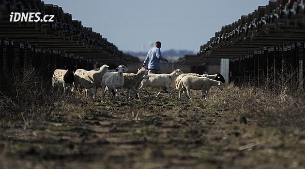 Solární ovce v Texasu. Farmáři a rančeři se snaží koexistovat s velkými energetickými projekty