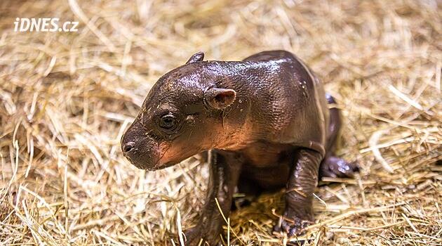 Ošetřovatele v zoo překvapilo novorozené mládě hrošíka. Přišlo na svět dříve, než čekali