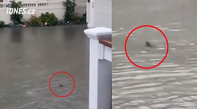 Zaplavenou ulicí v New Jersey proplul žralok. Místní ho zachytil na video před svým domem