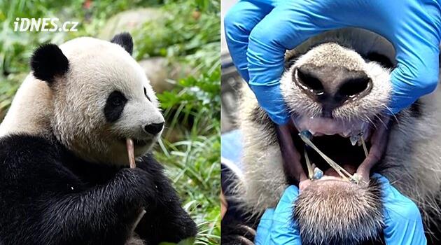 Čtyřletá panda Pej-sia nosila půl roku rovnátka jako dítě. Srovnala se jí křivá čelist?