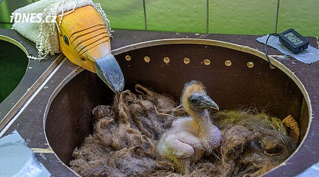 V Zoo Praha se vylíhlo mládě supa mrchožravého. Rodiče byli zachráněni z přírody