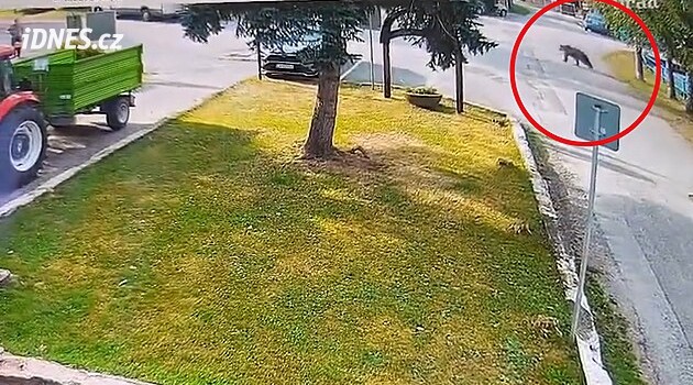 V obci Blatnica na úpatí Velké Fatry přeběhl medvěd po návsi, poškrábal starší ženu
