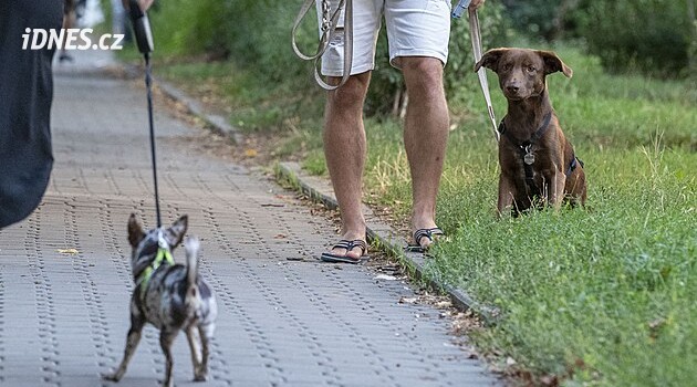 Senior nakopl hárající fenku. Když se její majitel ozval, mlátil ho vodítkem