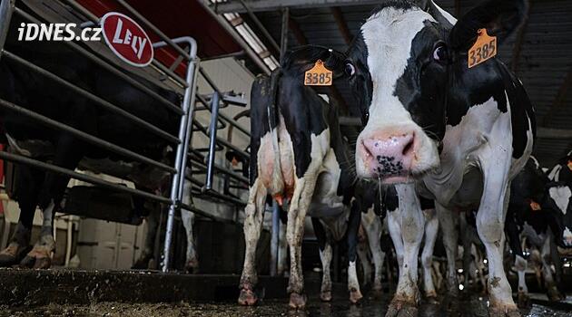 Republikánské maso nechceme. V USA vzniká hnutí „modrých“ farmářů