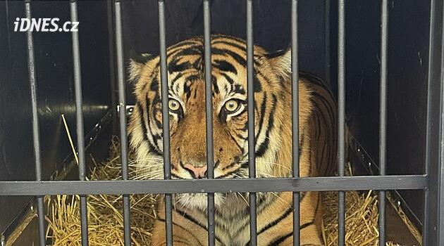 Zoo Brno má nového tygra, návštěvníci ho uvidí v následujících dnech