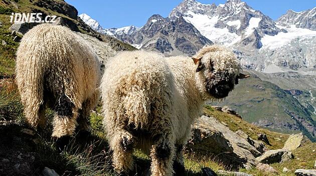 Zermatt volí o víkendu svou rohatou miss. S černým nosem a bílým huňatým kožíškem, milující lidi