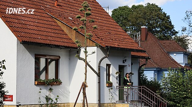 Exotická agáve se s pěstitelem v Aši loučí velkolepě, vyrostla do pětimetrové výšky