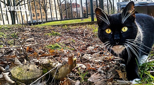 Invaze zvířat do nemocnic. Muflony vítají, holuby plaší, s kočkami bude dohoda