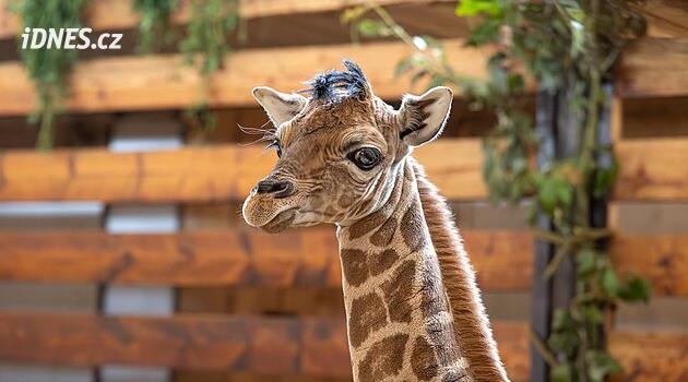 Zoo ukázala snímky narozené žirafy. Krmí se u mámy, zůstává v teple