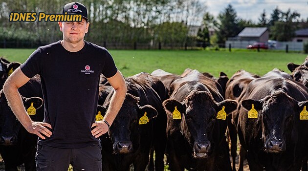 Přilneme, ale jména jim nedáváme. Farmáři z Pardubicka mají unikátní chov wagyu